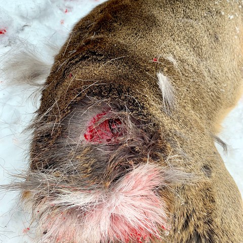 Bild 1. Vergrösserte Ansicht