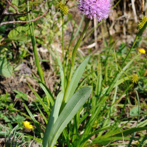 Kugelorchis, Foto von Walter Messmer. Vergrösserte Ansicht