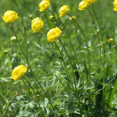 Trollblume, Foto von Walter Messmer. Vergrösserte Ansicht