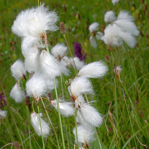 Wollgras, Foto von Walter Messmer. Vergrösserte Ansicht
