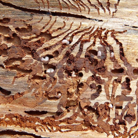 Auch diesen vom Käfer befallenen Stamm hat man rechtzeitig aus dem Wald geholt. Hier sind die Käfer erst im Larvenstadium. Bild: Martin Attenberger. Vergrösserte Ansicht