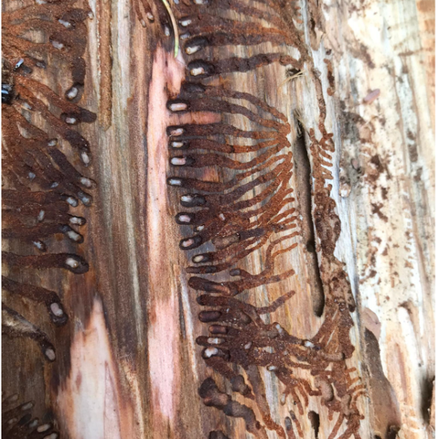 Frassgänge des Buchdruckers (Ips typographus) – typisches Brutbild. Der Käfer ist nur 4 – 6 mm klein. (Bild: Oberforstamt). Vergrösserte Ansicht