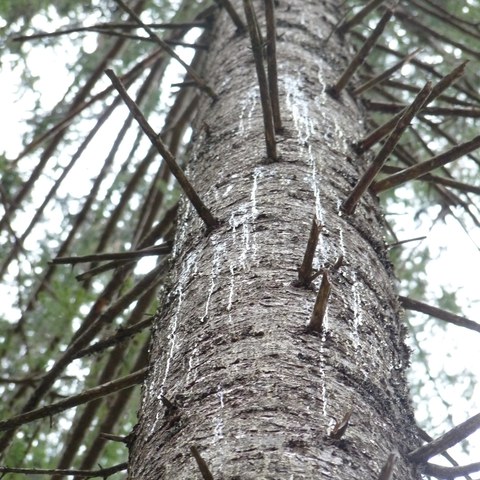 Starker Harzfluss an einem stehenden Fichtenstamm. Dies ist mit hoher Wahrscheinlichkeit ein Zeichen dafür, dass viele Buchdrucker versuchen, sich in diesen Stamm zu bohren. (Bild: Oberforstamt). Vergrösserte Ansicht