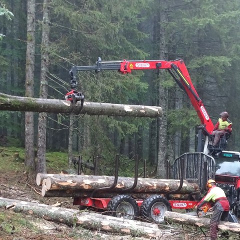 Deshalb ist es wichtig, dass die Käferbäume nicht nur rechtzeitig gefällt und aufgerüstet, sondern wie hier auch aufgeladen und aus dem Wald abgeführt werden. Foto: Thomas Gelbhaar. Vergrösserte Ansicht