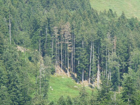Bei neuen Käfernestern sind in der Regel von weitem nicht alle vom Borkenkäfer befallenen Fichten erkennbar, sondern nur diejenigen, bei denen Kronenverfärbung und Nadelfall bereits fortgeschritten sind. Foto: Martin Attenberger, Forstingenieur