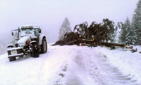 Bild 3 Sturmholzerei auf der «Chuterenegg» in Gonten